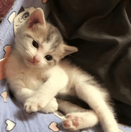 고양이 움짤 4