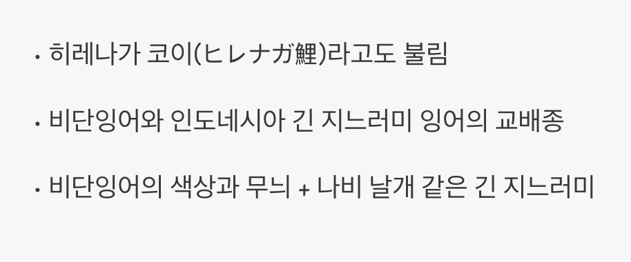 비단잉어의 화려한 변신&amp;#44; 버터플라이 코이