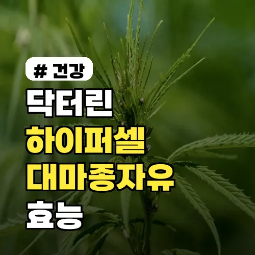 닥터린 하이퍼셀 대마종자유 알파