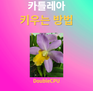 카틀레아 키우기