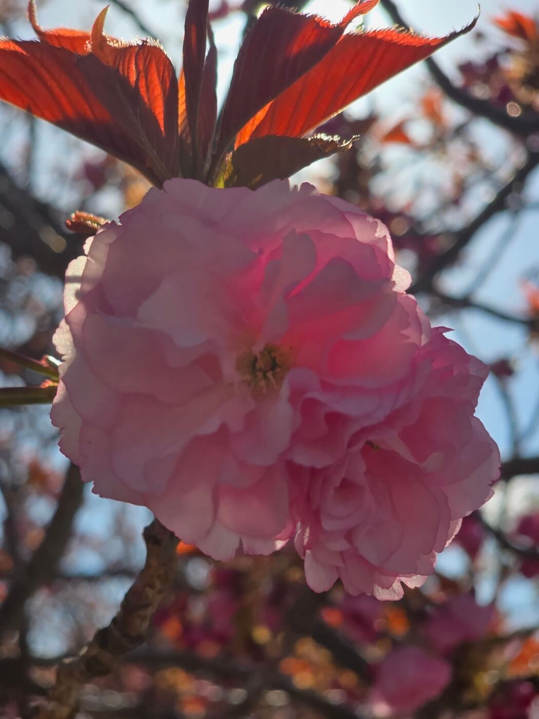 겹벚꽃4월15일자