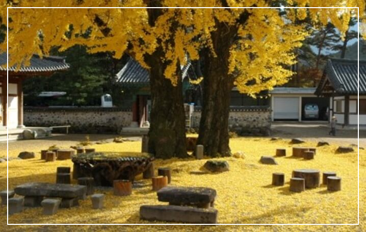 청도 가볼만한곳 베스트10 운문사