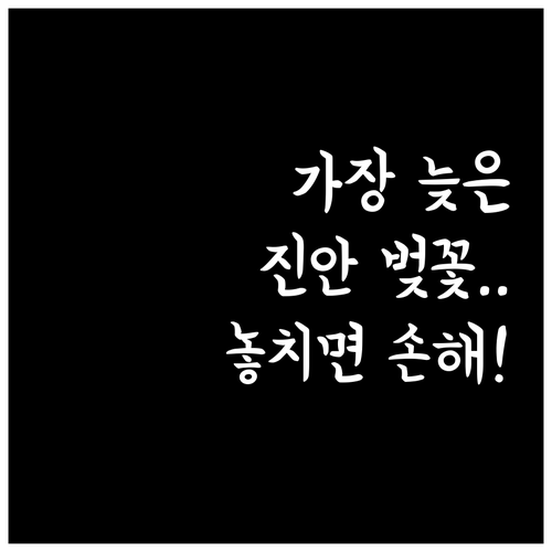 전국에서 가장 늦은 벚꽃 도시 진안의..