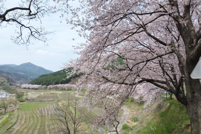 백운산 벚꽃1