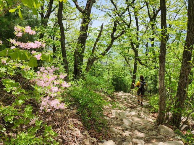설악산 오픈런