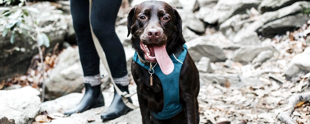 새끼 강아지 키우는법 18 이미지