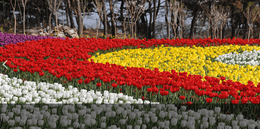 태안 튤립축제 기간