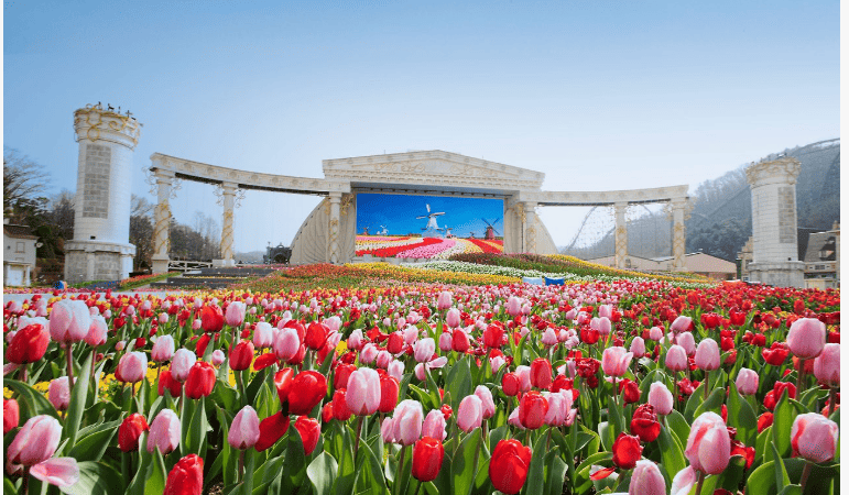 에버랜드 튤립 축제