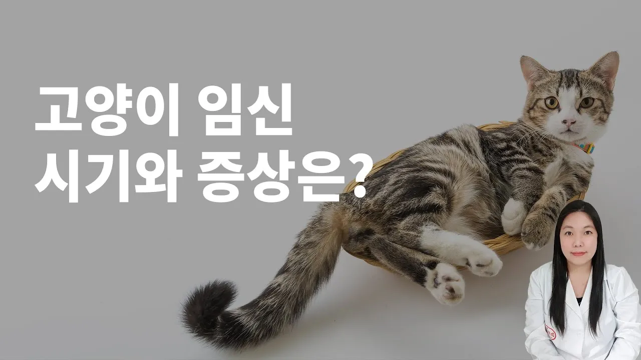고양이 임신 기간 주기 가능나이 배모양_7