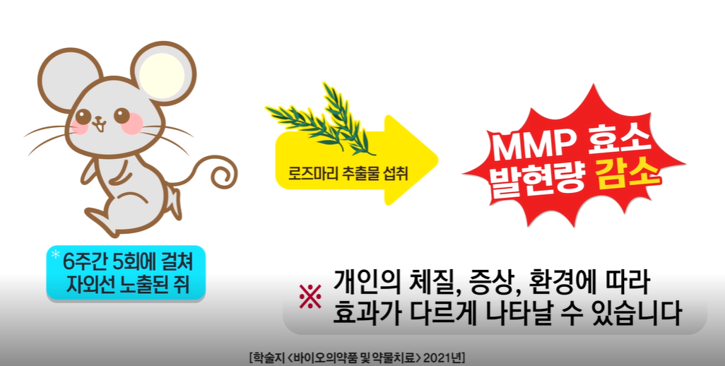 로즈마리추출물 효능