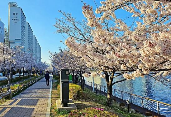  광안리 벚꽃 명소