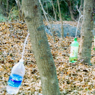 고로쇠 수액 효능 부작용