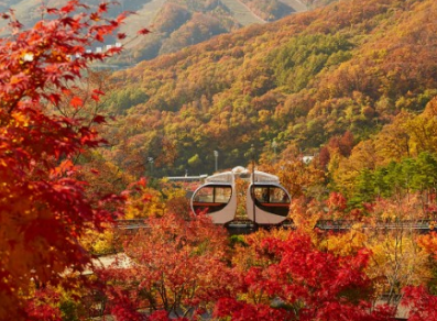 2024화담숲 가을단풍축제