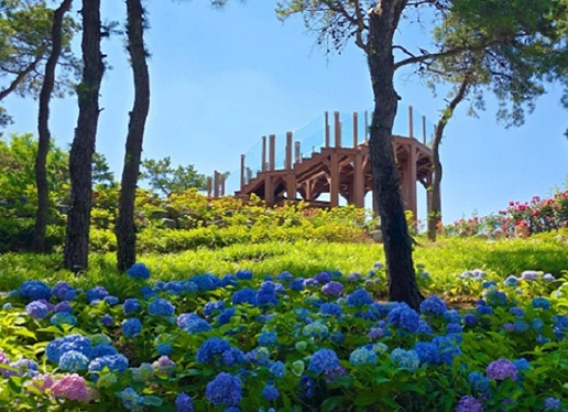 대구 이현공원 수국 개화