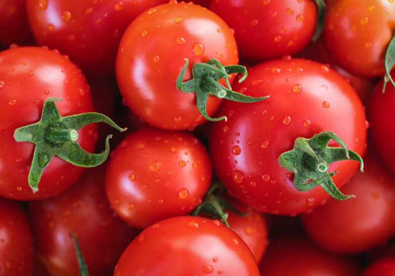 토마토 사진