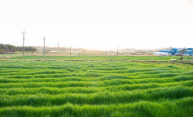 2025 양평 밀축제