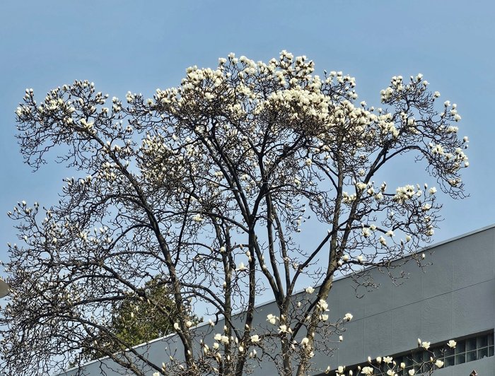 꽃이 아름답게 핀 목련나무