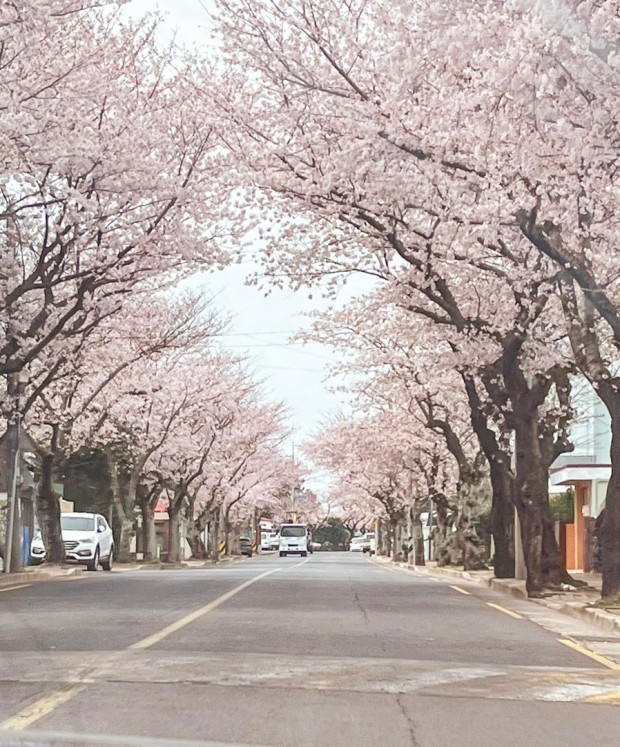 벛꽃 축제