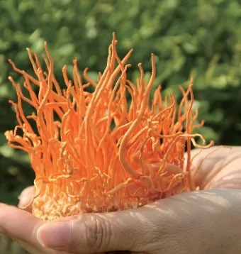 약용식물 동충하초 자연의 신비 건강 효능과 활용_15