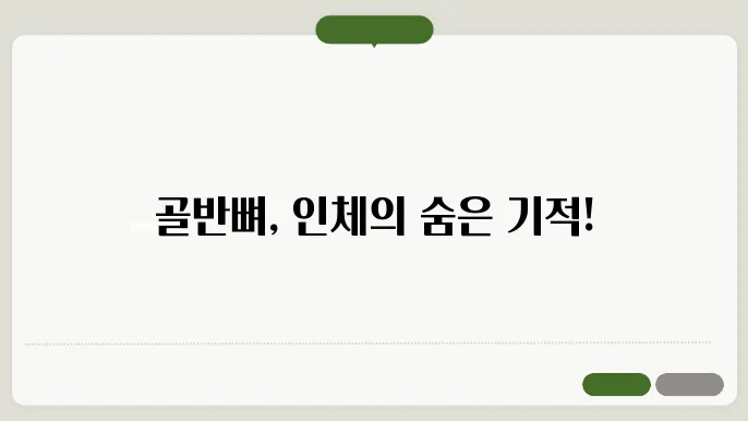 골반뼈의 구조