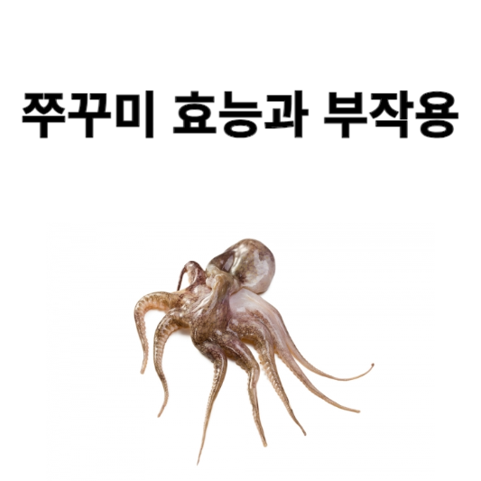 쭈꾸미 효능과 부작용