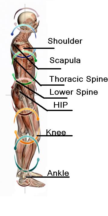 발목 → 고관절 → 체간 → 어깨로 이어지는 사선 패턴