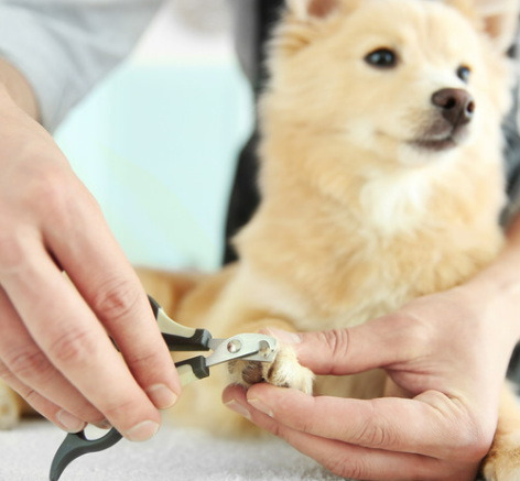 강아지 며느리발톱, 그냥 둬도 괜찮을까요? 관리, 제거, 수술 총정리