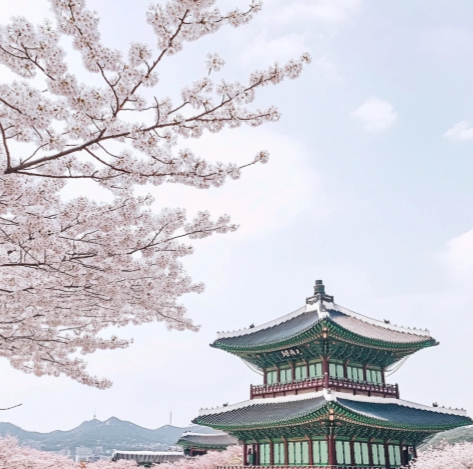 벚꽃 개화시기2