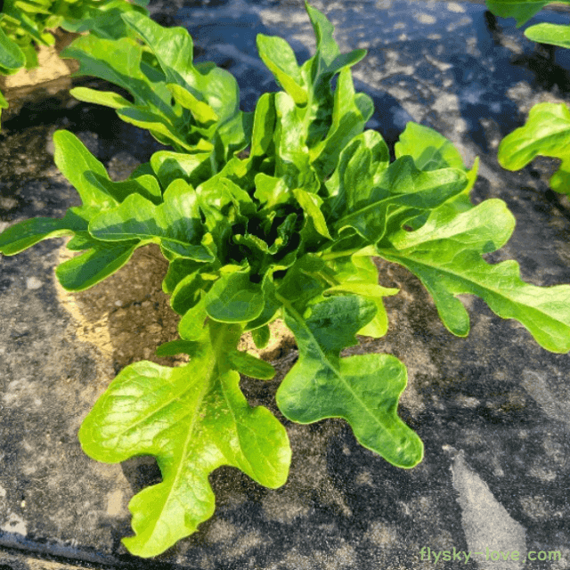 오크리프 상추 오크립 특징 효능