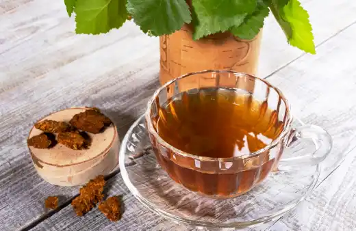 차가버섯 효능효과 영양성분 주의점