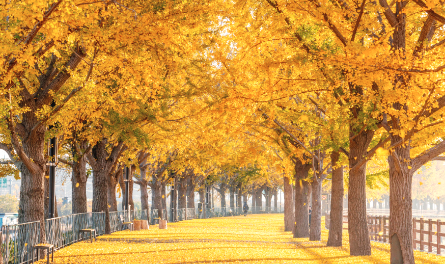 아산 곡교천 은행나무길