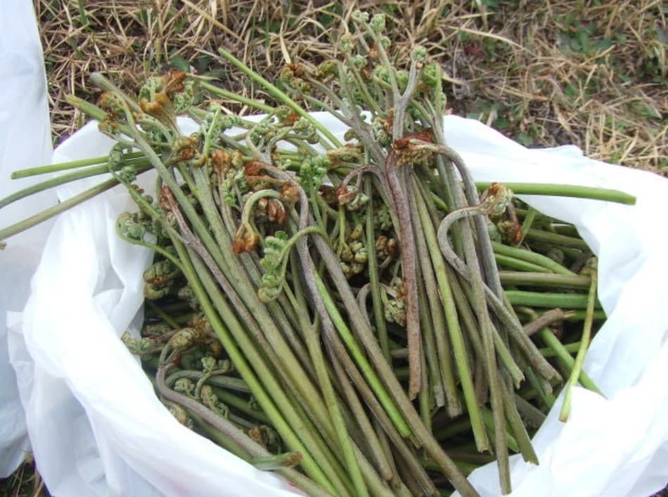 제주도에서 고사리가 유명한 이유: 기후, 문화, 그리고 사람 이야기