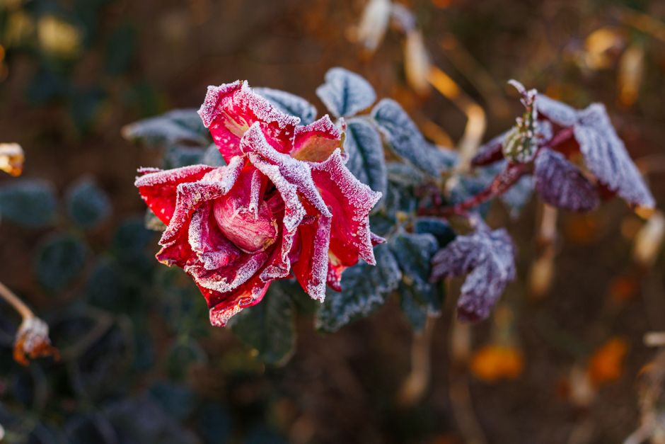 Close-up of a frosted red rose in a winter garden, capturing the beauty of ice-kissed petals.