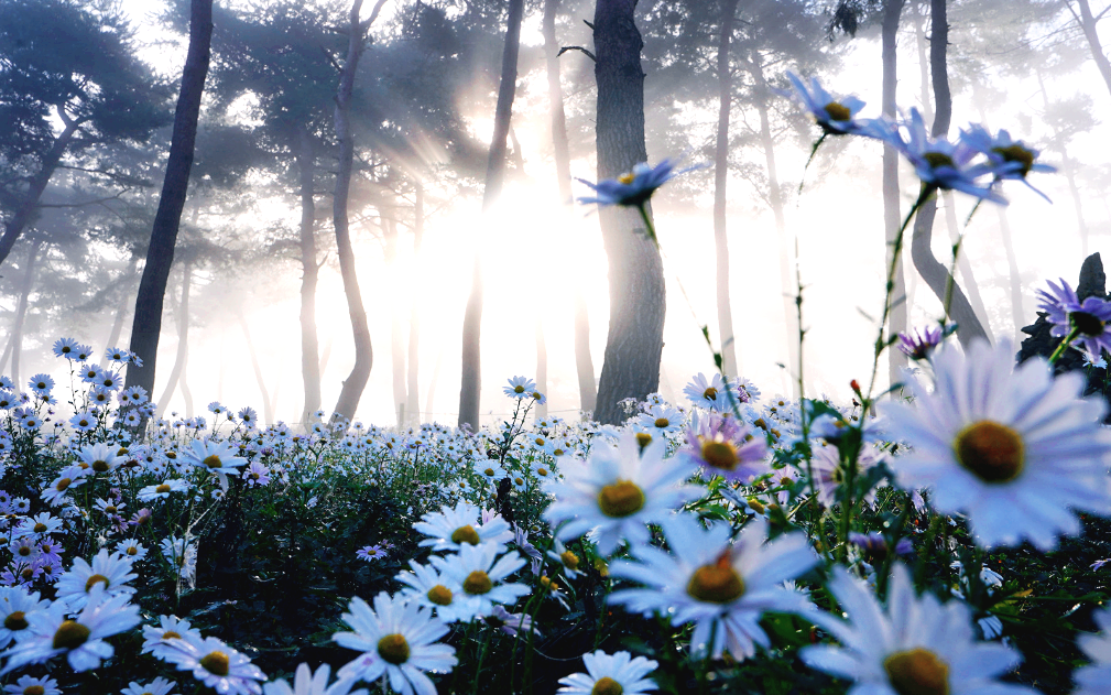 정읍 구절초 지방정원