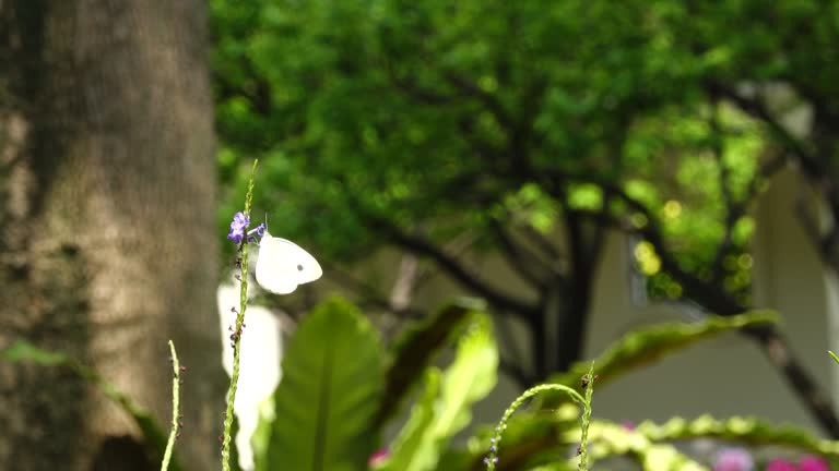 하얀 나비 꿈 해몽