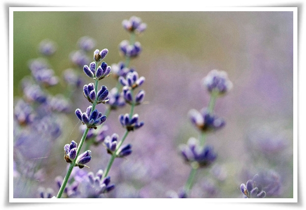 &quot;라벤더&quot; 향긋한 보랏빛 유혹, 자연이 선물하는 힐링과 영감의 향기!