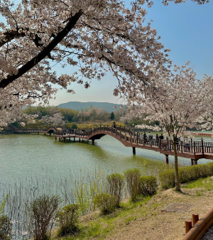 벚꽃으로유명한여행지