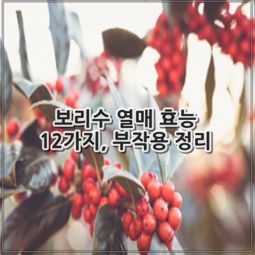 보리수 열매 효능 12가지, 부작용 정리