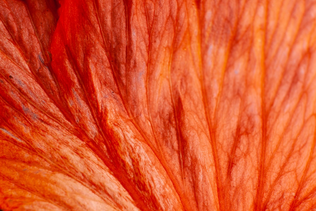 Red ginseng