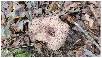 능이버섯 채취시기 산행 정보를 정리_7