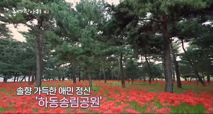 하동송림공원 솔밭길