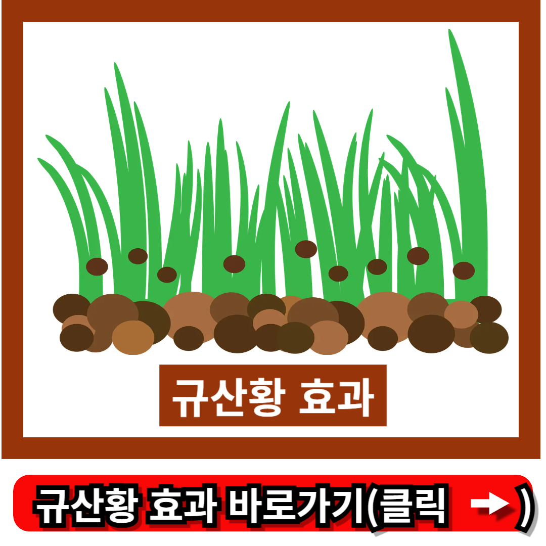 규산황 효과