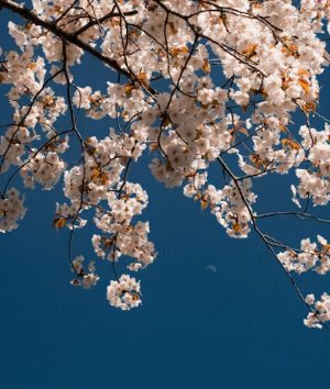 2026 벚꽃 명소 순위 전국 TOP 총정리