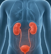 혈뇨가 나오는 이유