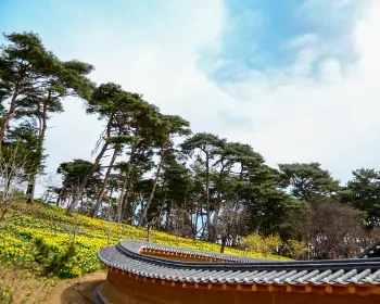 서산 유기방 가옥 수선화 축제_24