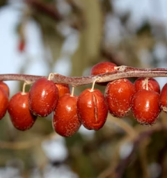 대추 효능과 부작용 고르는법 칼로리
