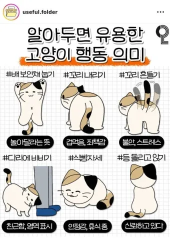 고양이 행동 분석 교정 언어 의미_11