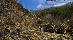 구례 산수유 축제