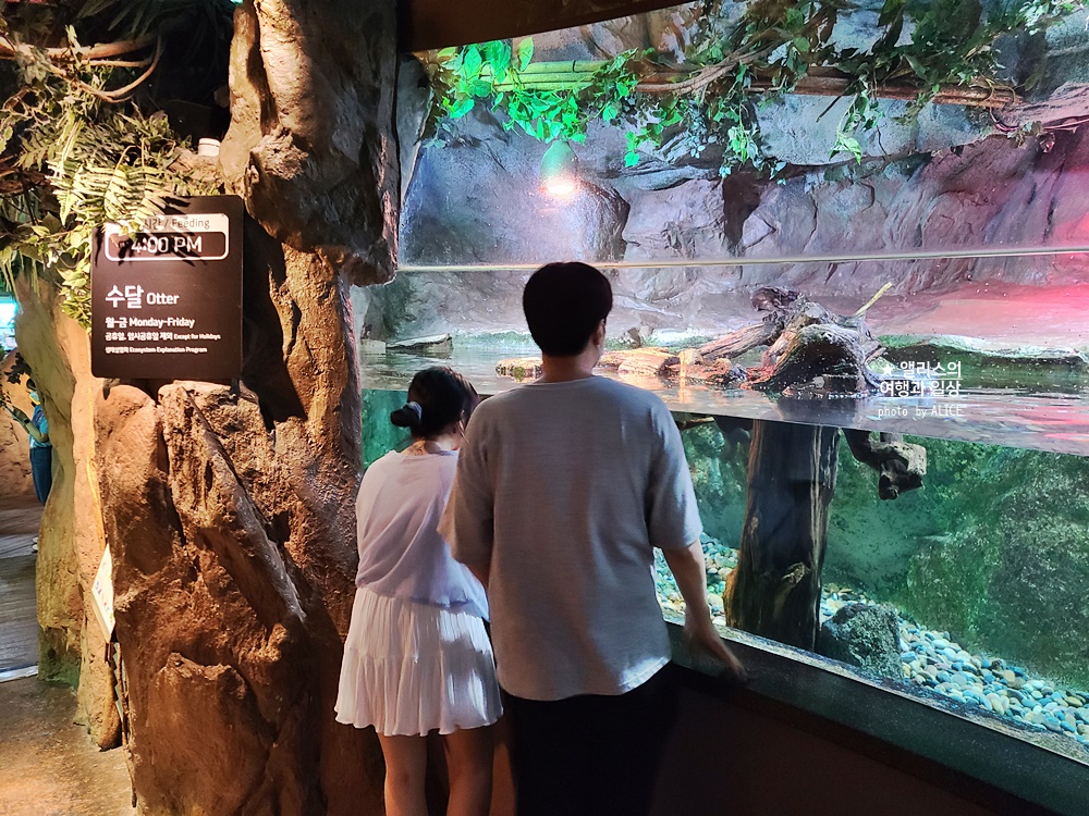 코엑스 아쿠아리움 입장권 할인예약 방법, 대중교통 가는 방법, 참물범 펭귄 비버 상어 보러가자!