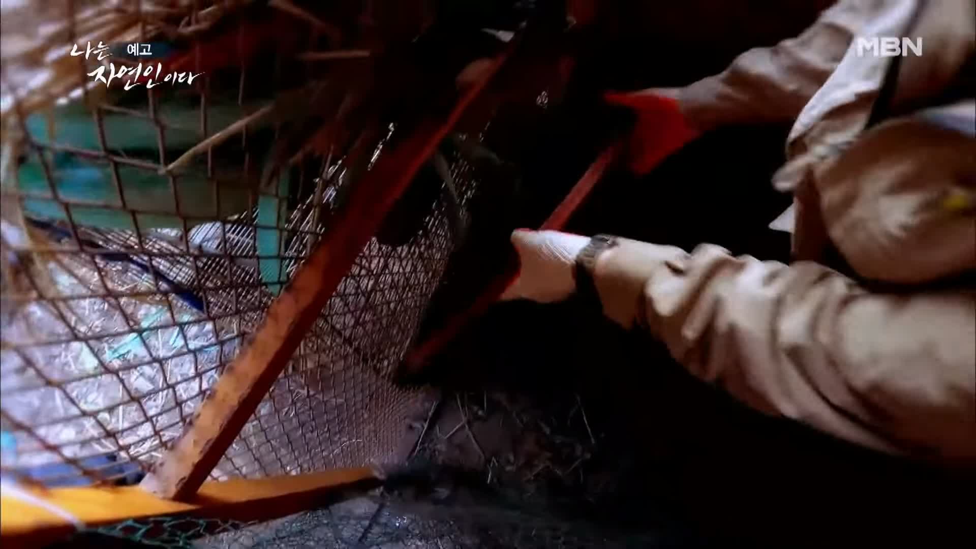 이승윤 윤택 나는 자연인이다 내가 산에 사는 재미 하수오 제피 담금주 골쇄보 자연인 배정수 소개 및 출연 529회 다시보기